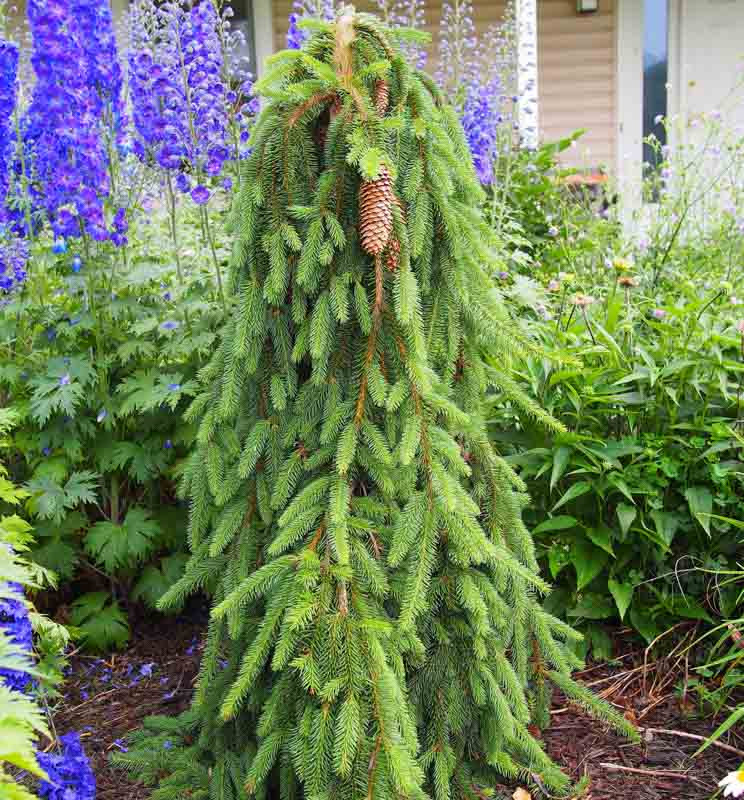 Picea Abies 'Inversa' (Norway Spruce)